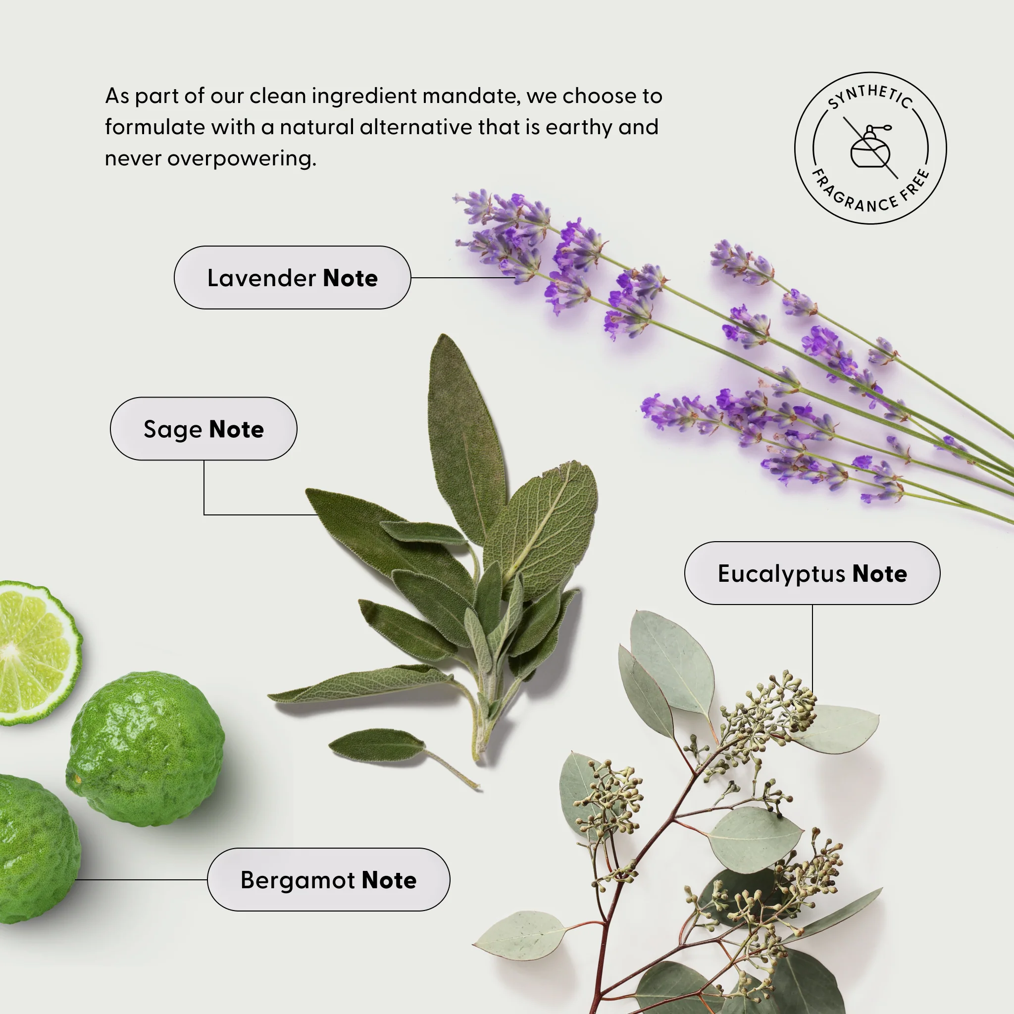 The Beauty Sleep Duo - Image 6